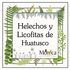 Helechos y Licofitas de Huatusco, Veracruz, México icon
