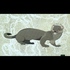 Weasel North icon
