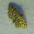 LaBagh Moth Sheet, July 19, 2023 icon