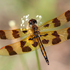 Dragonflies and Damselflies of Lambton County icon