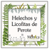 Helechos y Licofitas de Perote, Veracruz, México icon
