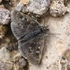 small black moths, high alps, day active icon