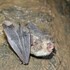 Летучие мыши Западной Сибири / Bats of Western Siberia icon