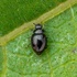 Lady beetles of cotton in Brazil icon