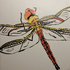 Dragonflies and Damselflies of Belgium icon