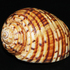 Ningaloo Molluscs icon