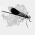 Hertfordshire Dragonfly Atlas 2022-2027 icon