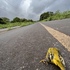 Atropellados Galápagos Roadkill icon