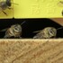 Bee Pollinators of Korea icon