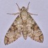 2023 JC Moths of Costa Rica icon