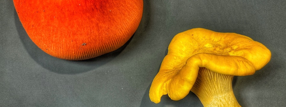 New York Community Mycology · iNaturalist