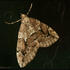 Moths of Darlington icon