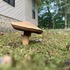 Mushrooms of Atlanta, GA icon