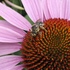 Bee Biodiversity NYC icon