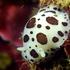 Seaslugs of the Mediterranean sea icon