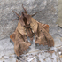 Fundy Moths / Papillons de nuit de Fundy icon