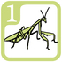 Outdoor Core 1 - Invertebrates icon