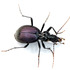 NW Oregon Beetles icon