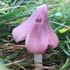 Grassland fungi in Devon icon