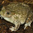Arkansas River Valley Frogs icon
