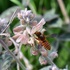 Pollinators of Akrotiri Peninsula icon