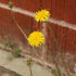 Weeds in LALA Land icon