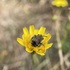 Bee Friendly Vineyards icon