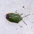 2023 Hemiptera BioBlitz - Great Basin National Park icon