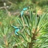 Odonata of Europe icon