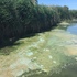 Algal Blooms icon