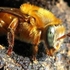 UFV de olho nas abelhas icon