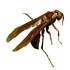 Hymenoptera (avispas, hormigas y abejas)de Coahuila icon