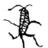 Coleóptera de Coahuila icon