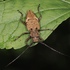 富山県のカミキリムシ（Cerambycidae of Toyama,JP） icon