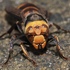 富山県のハチ（Order Hymenoptera of Toyama,JP） icon