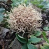 Club and Coral Fungi of Eastern North America icon