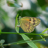 Butterflies of United Arab Emirates. icon