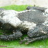 Amphibians of Myanmar icon