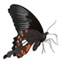Big Butterfly Month 2023 icon