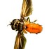 Diptera de Coahuila icon