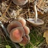 Essex County Mushrooms icon