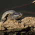 RNR 2070 Turtle observations icon