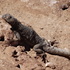 Reptiles de Chile icon