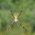 富山県のクモ（Araneae of Toyama,JP） icon