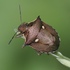 富山県のカメムシ目（Hemiptera of Toyama,JP） icon