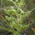 Gauteng&#39;s Green Grass Orchid Project (GGGOP) icon