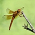 Dragonflies of the Santa Cruz River icon