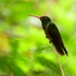Maratón de Aves Naturalista Tuxpan 2023 icon