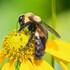 Parks for Pollinators 2023: New Hanover County Parks &amp; Gardens icon