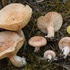 Fungi of Southern Idaho, Eastern Oregon, Northern Nevada icon